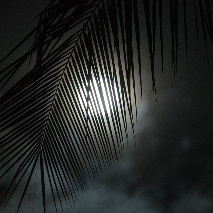Palm tree frond at night under full moon
