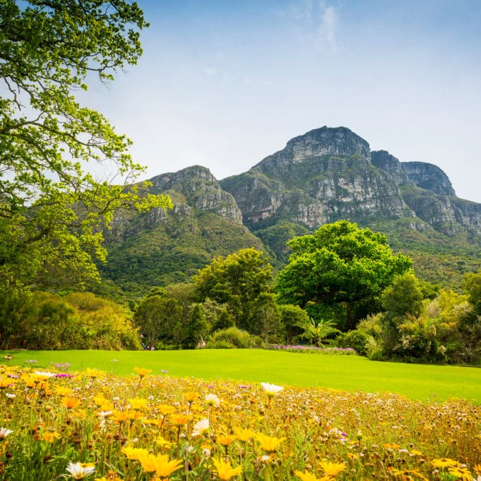Spring view of Table Mountain in Cape Town, South Africa