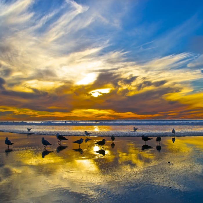 the birds solana beach