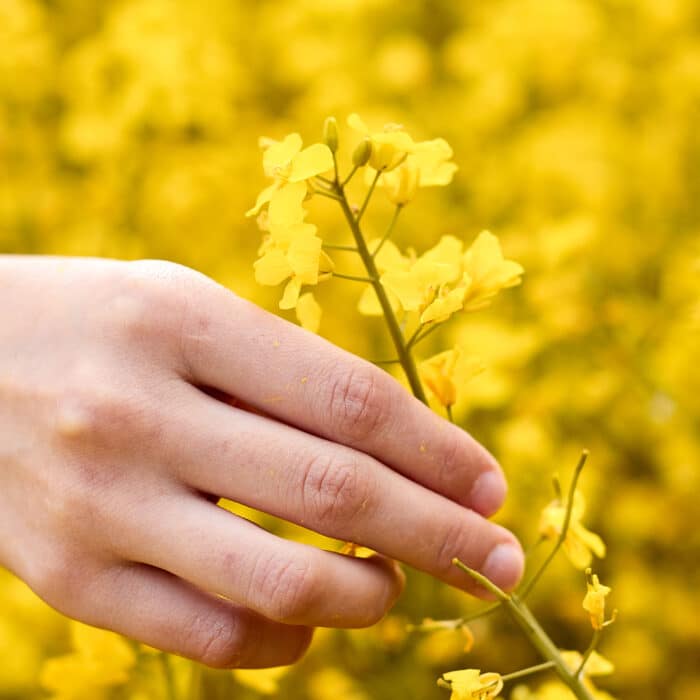 Womans hands holding yellow rapeseed flower in the field. Concept of nature lovers.