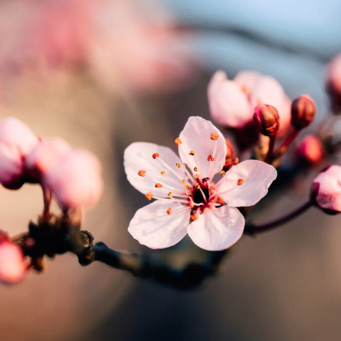 An extreme closeup macro photography of a beautiful pale pink cherry blossom on a branch of a tree with a blurred background