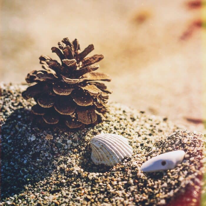 Pinecone at the beach