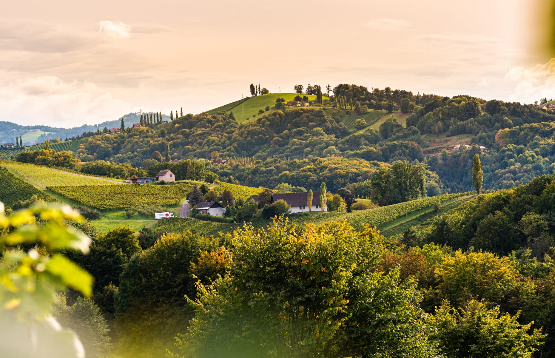 Vineyards in South Styria, beginning of autumn.