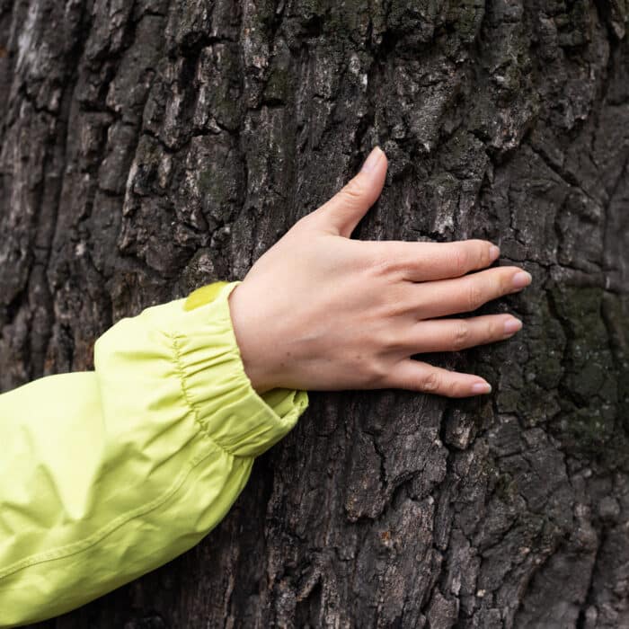 Human hand touching a tree trunk