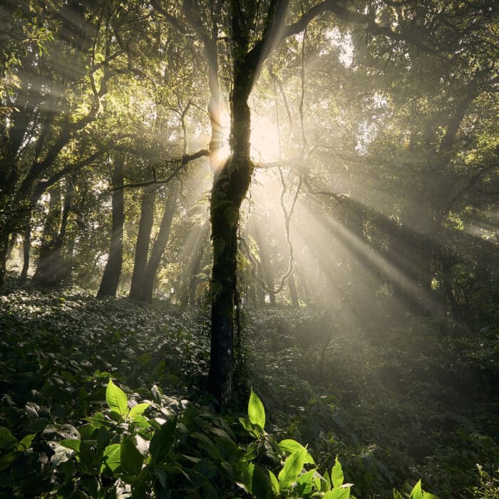 Morning sun shining through trees in beautiful tropical rainforest in Thailand.