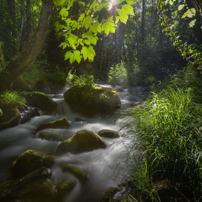 Magical environment created by sunlight filtered by the leaves of maple trees and oaks on a stream in the Ribeira Sacra, Chantada, Galicia