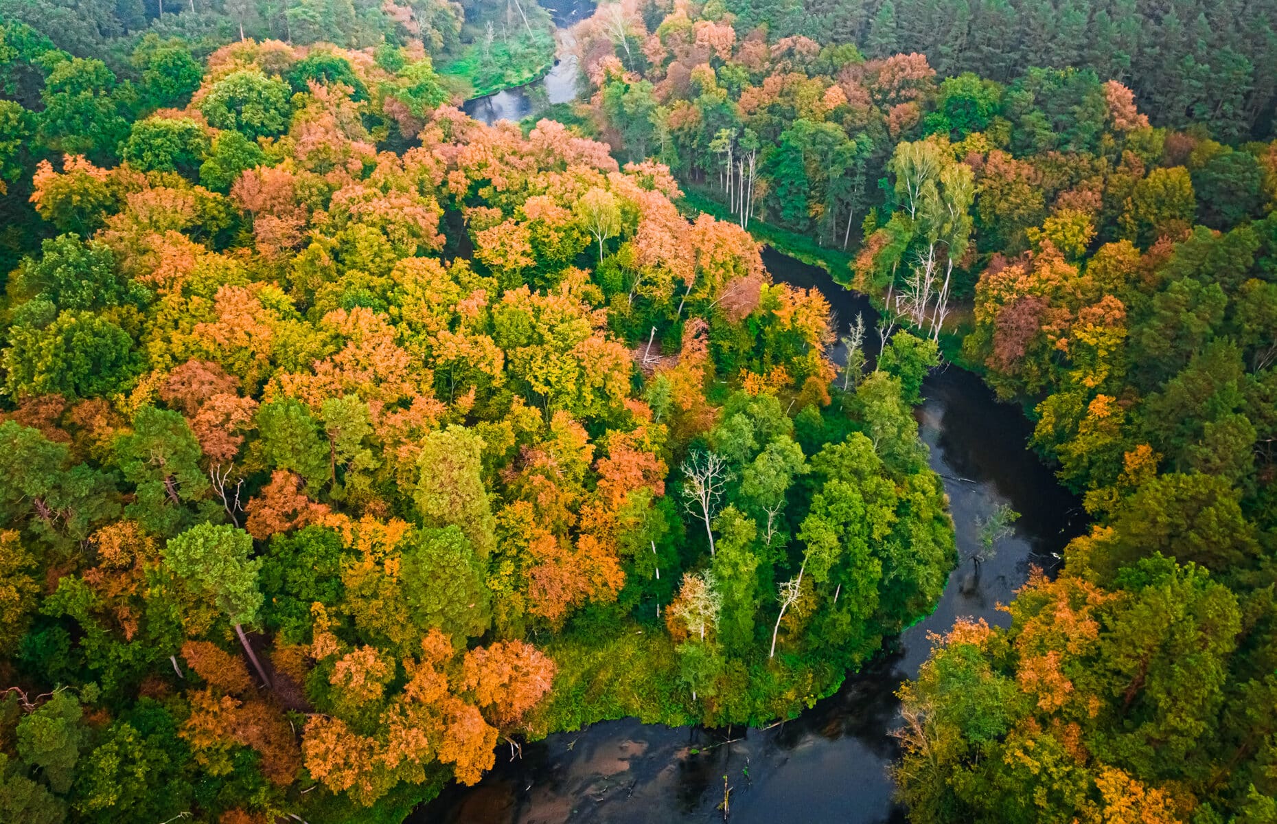 Amazing river and forest in the fall. Aerial view of wildlife. Nature in Poland, Europe.