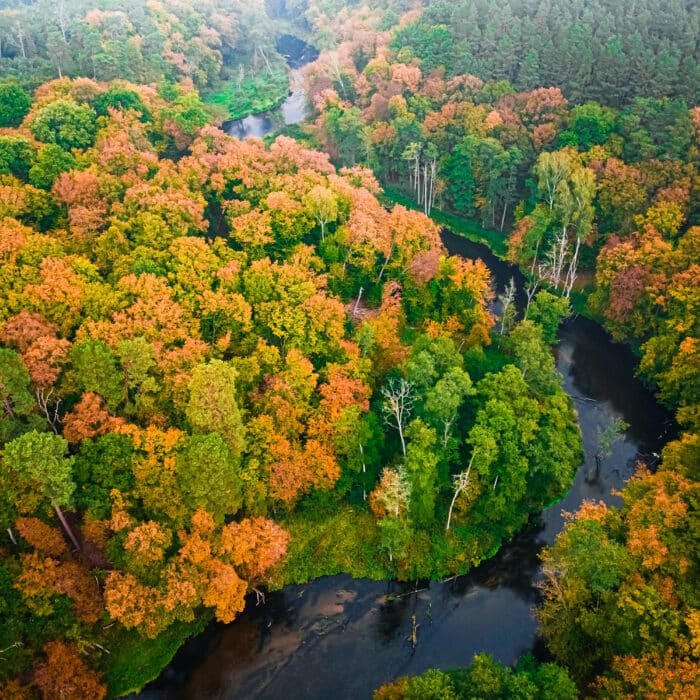 Amazing river and forest in the fall. Aerial view of wildlife. Nature in Poland, Europe.