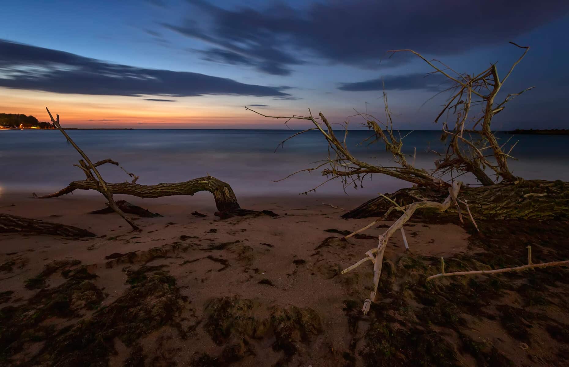 tree branches and roots on the beach. Mystic view