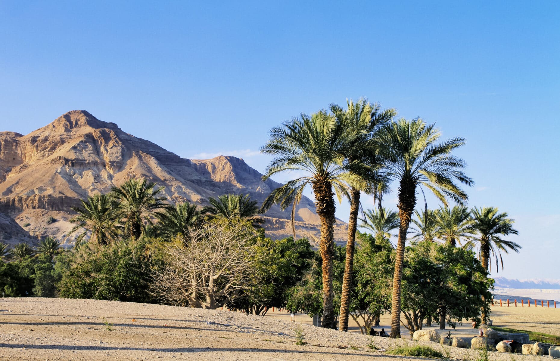 Palms near Dead Sea on the desert in Israel