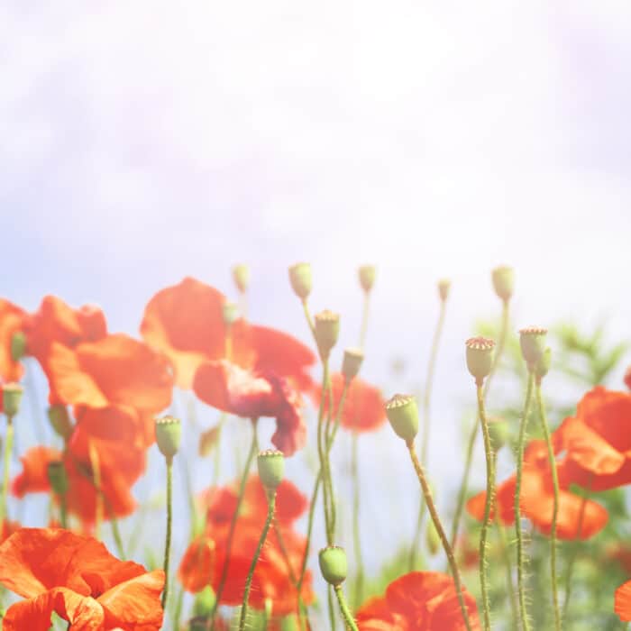Poppy flowers meadow in the sun