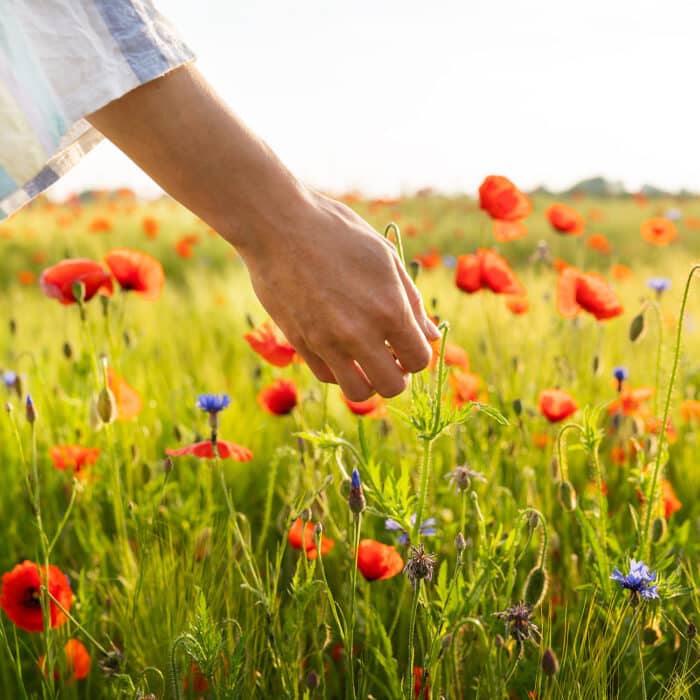 The hands of a young girl hold a poppy in the field. Beautiful field with poppies, cornflowers, wheat