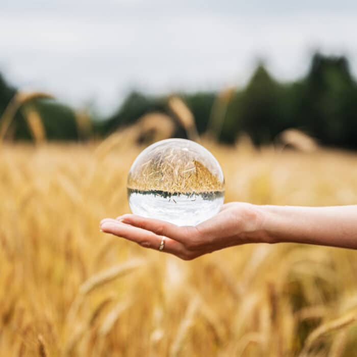 Female hand holding clear crystal ball in the palm with beautiful golden wheat field reflecting in it.