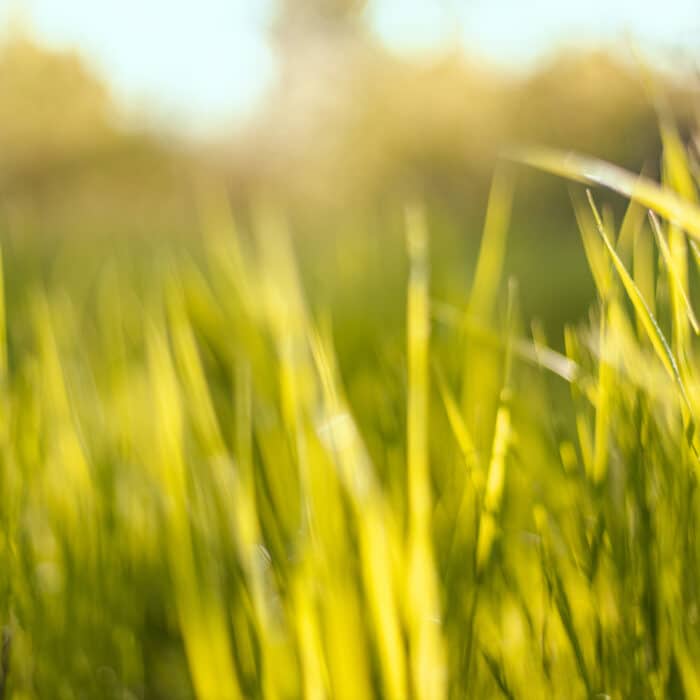Fresh spring sunny garden background of green grass and blurred foliage bokeh.