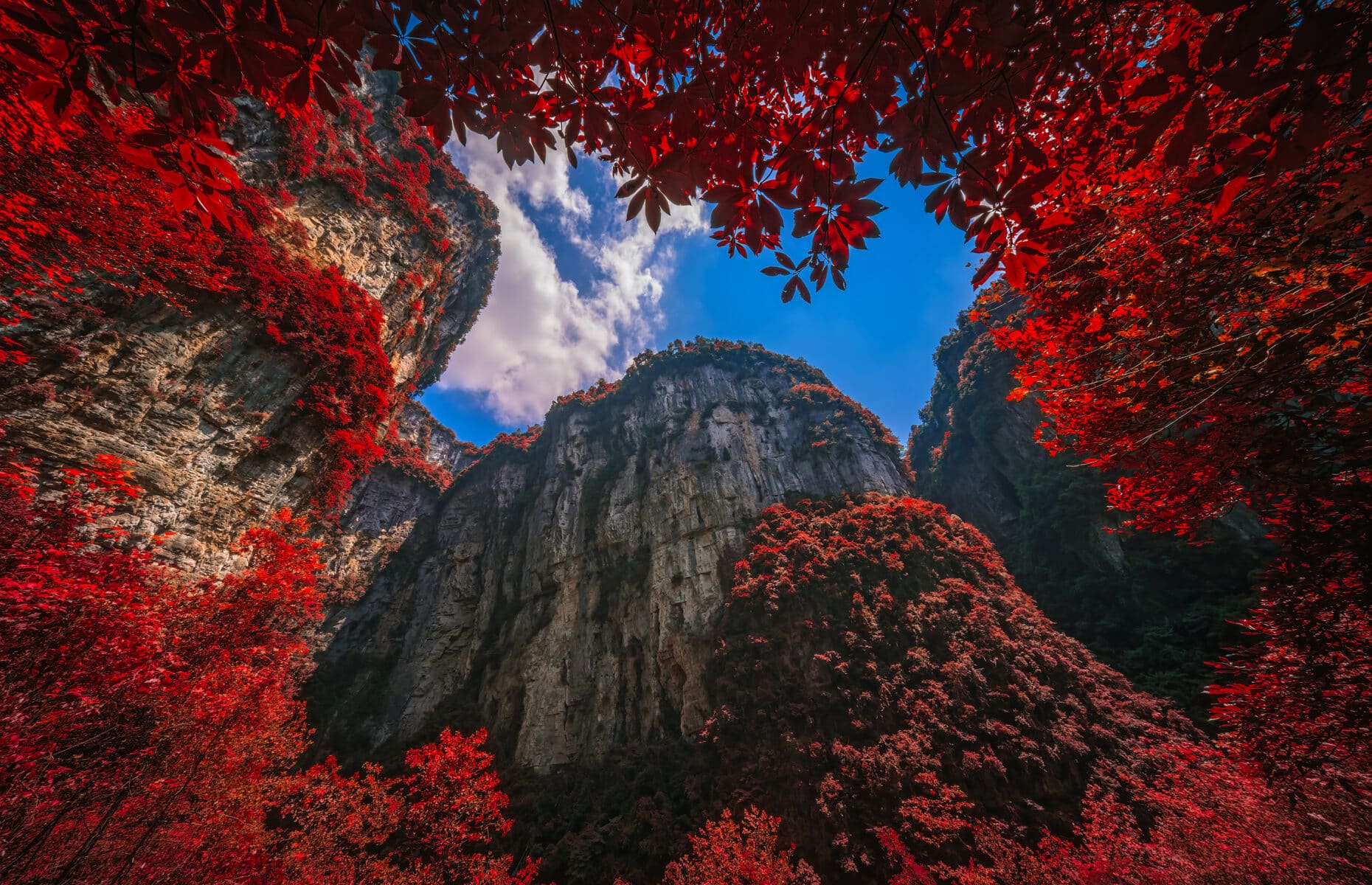 Autumn red leaves landscape of the massive vertical rock walls in Longshuixia Fissure National park, Wulong country, Chongqing, China