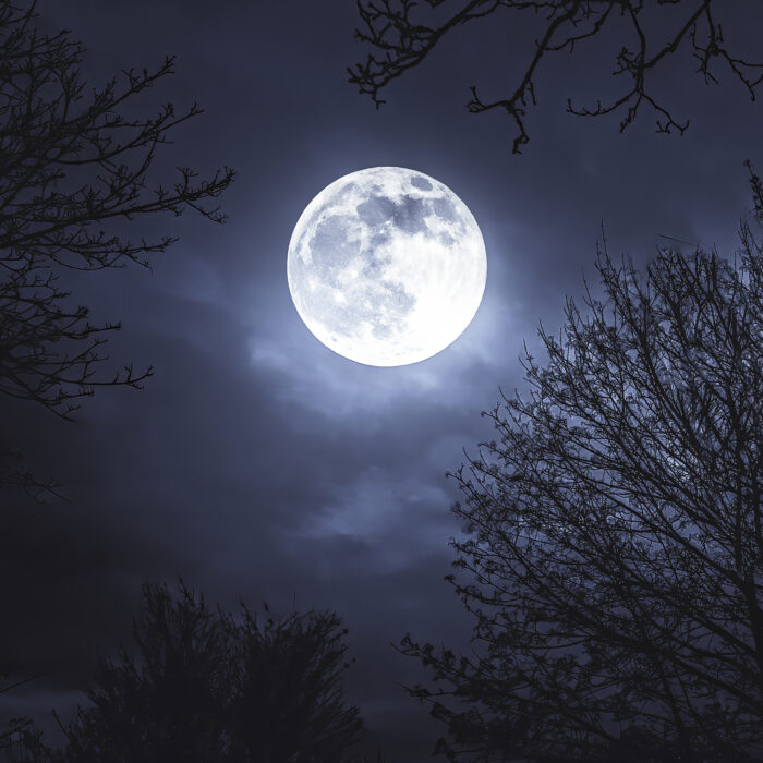 Moonlight, moon on a dark cold eerie night behind trees