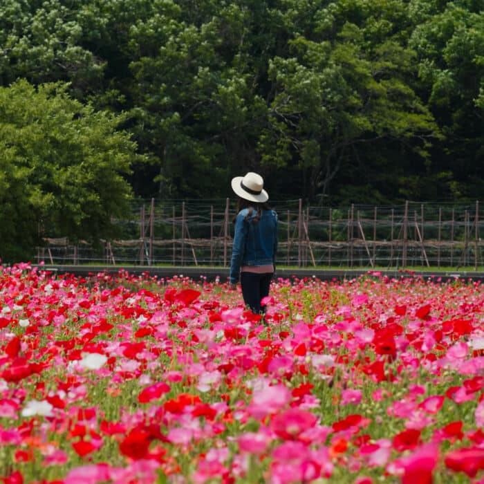 Woman look away inside poppy flower field