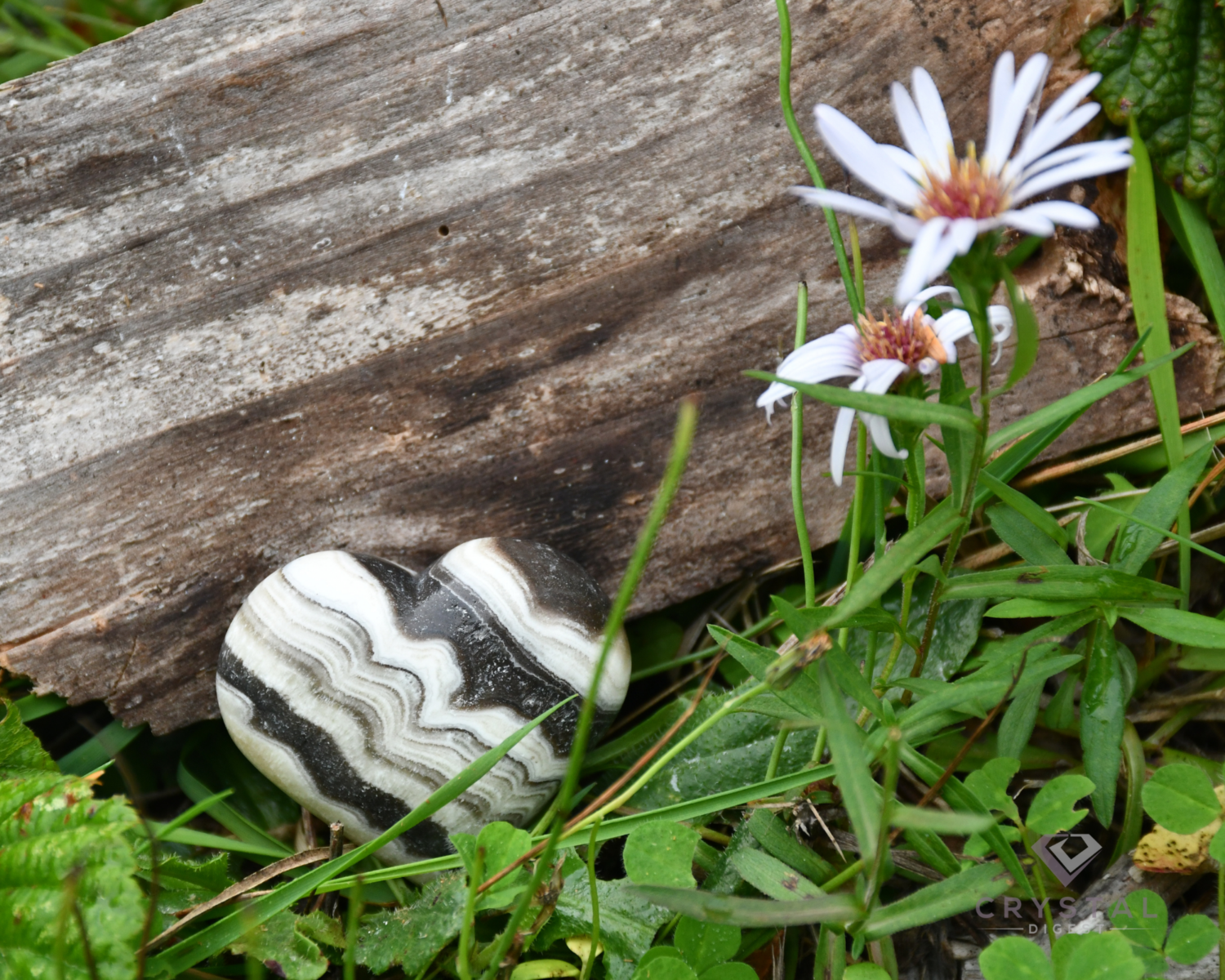 Zebra Calcite placed next to a log in nature