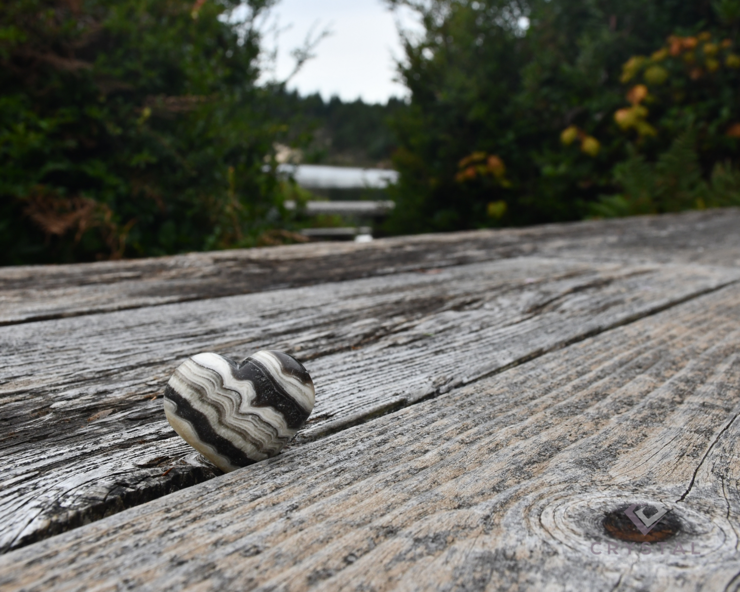 Zebra Calcite on a wooden bench with lake in the distance