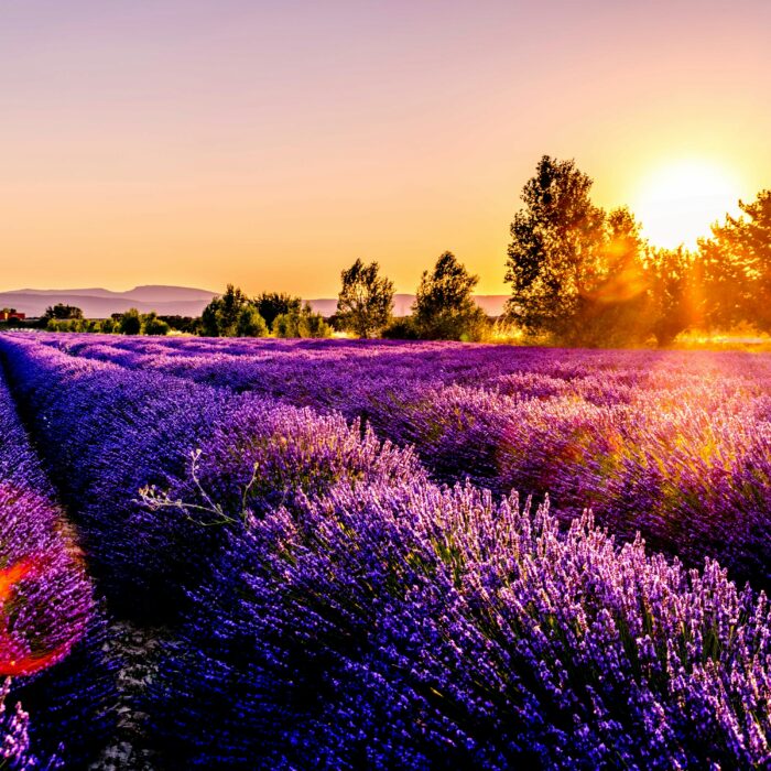 lavender in France